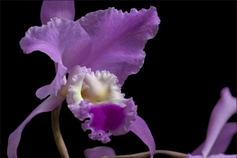 Cattleya labiata