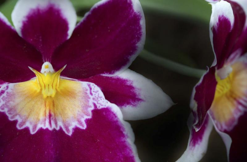 Miltonia Hybrid