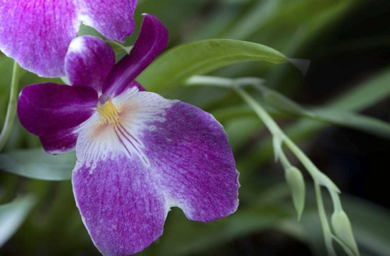 Miltonia Hybrid