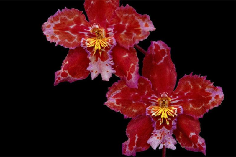 Odontoglossum Anna Claire