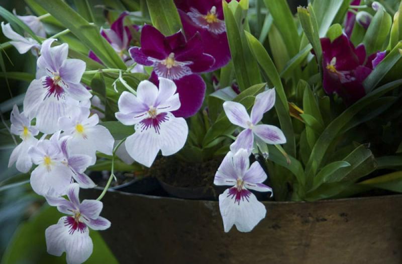 Miltonia Hybrid