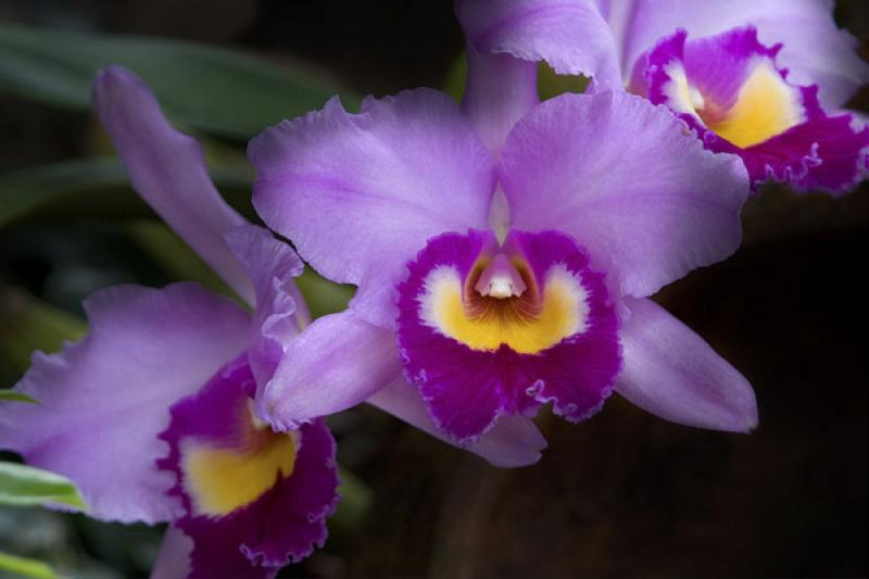 Cattleya labiata