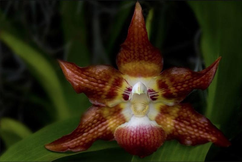 Orchidaceae