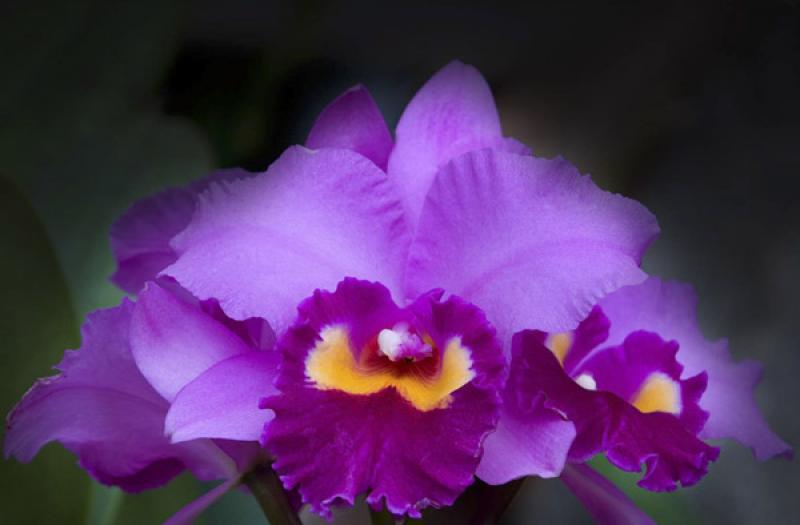 Cattleya labiata