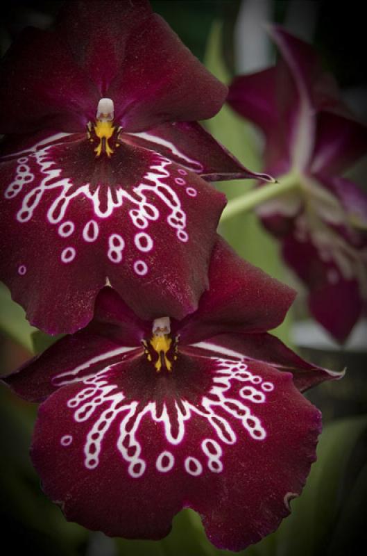 Miltonia Hybrid