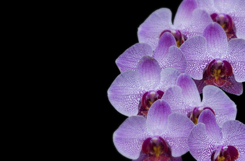 Phalaenopsis sp