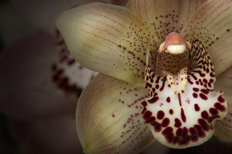 Cymbidium Orquidea