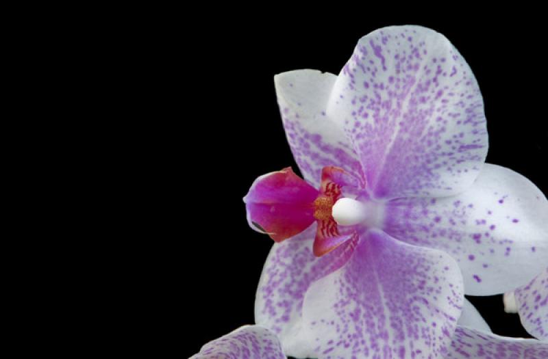 Phalaenopsis sp