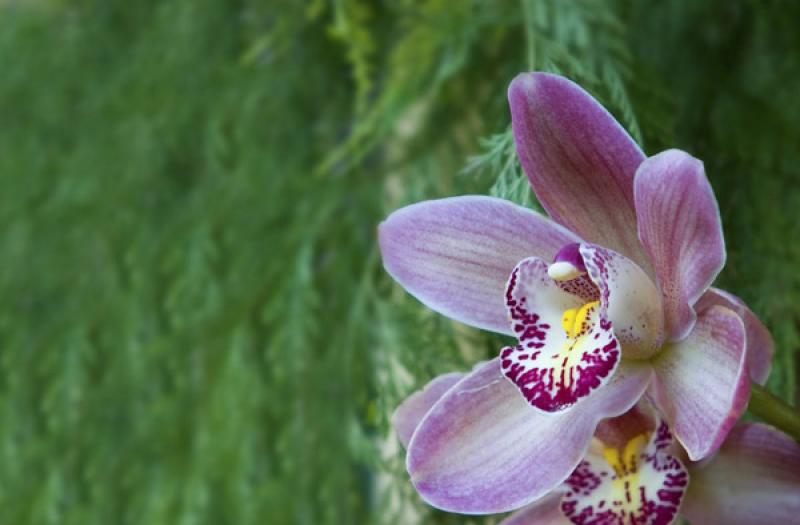 Cymbidium Orquidea