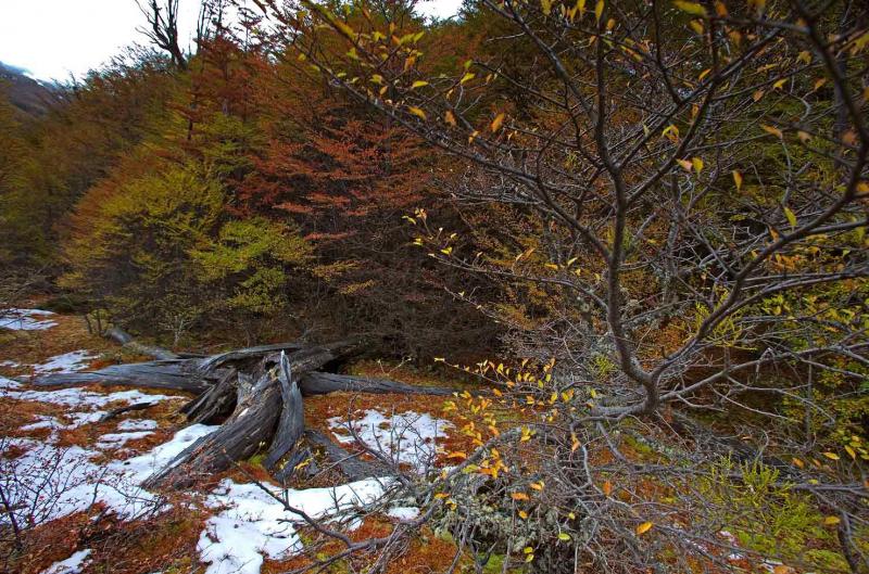 Bosques del Glaciar Martial, Ushuaia, Patagonia, A...