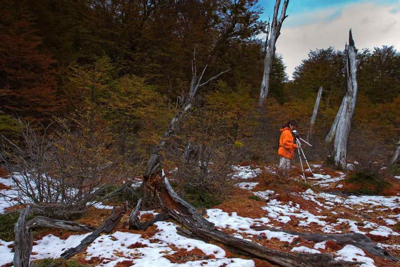 Bosques del Glaciar Martial, Ushuaia, Patagonia, A...