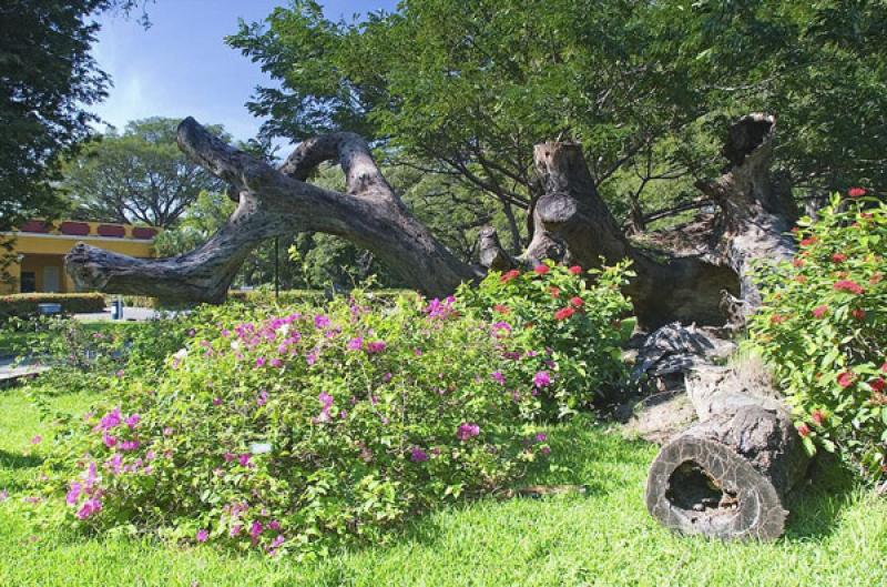 Jardin Botanico Quinta de San Pedro Alejandrino, S...