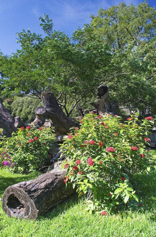 Jardin Botanico Quinta de San Pedro Alejandrino, S...