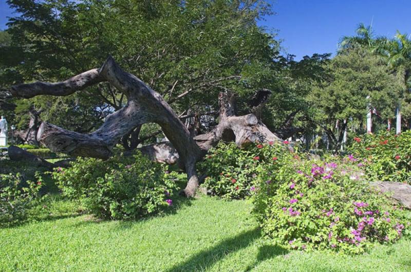 Jardin Botanico Quinta de San Pedro Alejandrino, S...