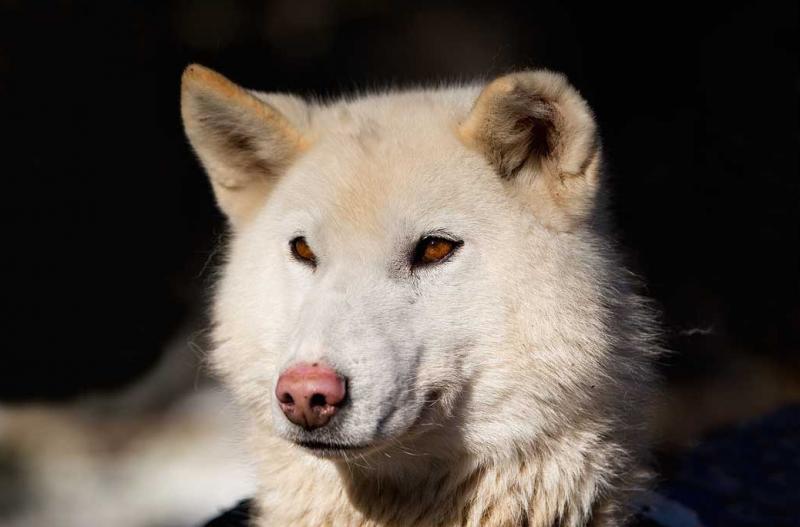 Perro Lobo Checoslovaco, Ushuaia, Patagonia, Argen...