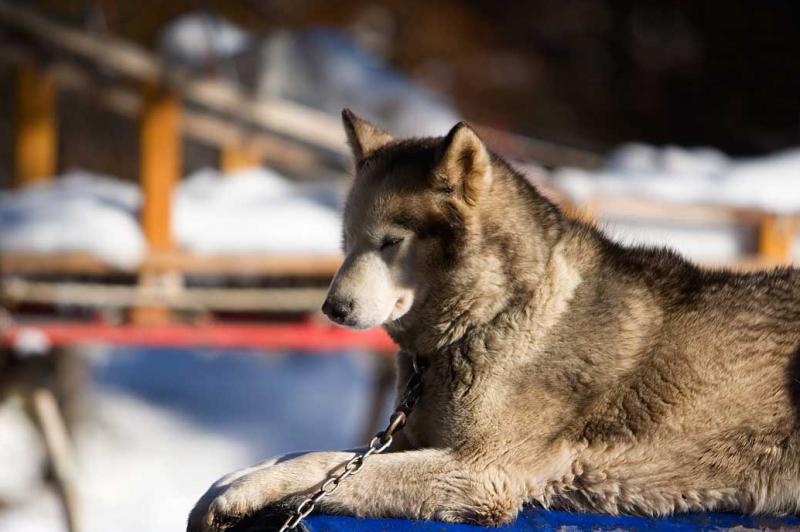 Perro Lobo Checoslovaco, Ushuaia, Patagonia, Argen...