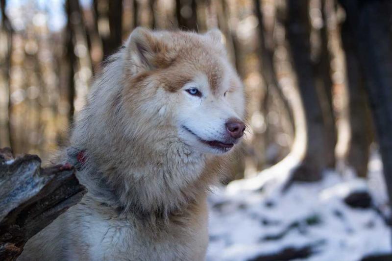 Perro Lobo Checoslovaco, Ushuaia, Patagonia, Argen...