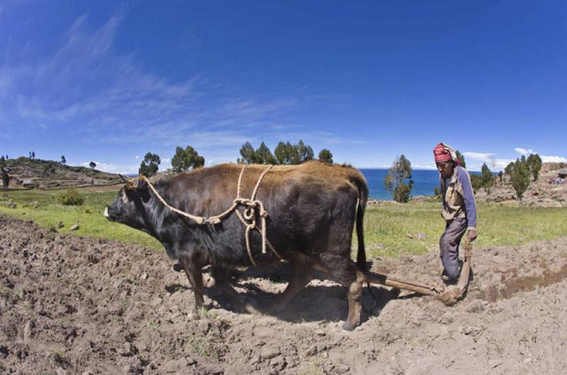 Indigena en el Campo, Puno, Peru, Lima, Sur Americ...