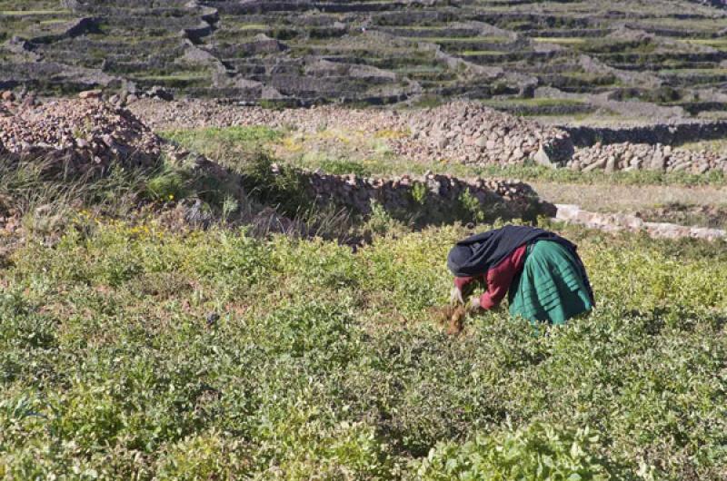 Indigena en el Campo, Puno, Peru, Lima, Sur Americ...