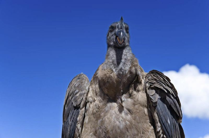 Vultur gryphus, Puno, Peru, Lima, Sur America