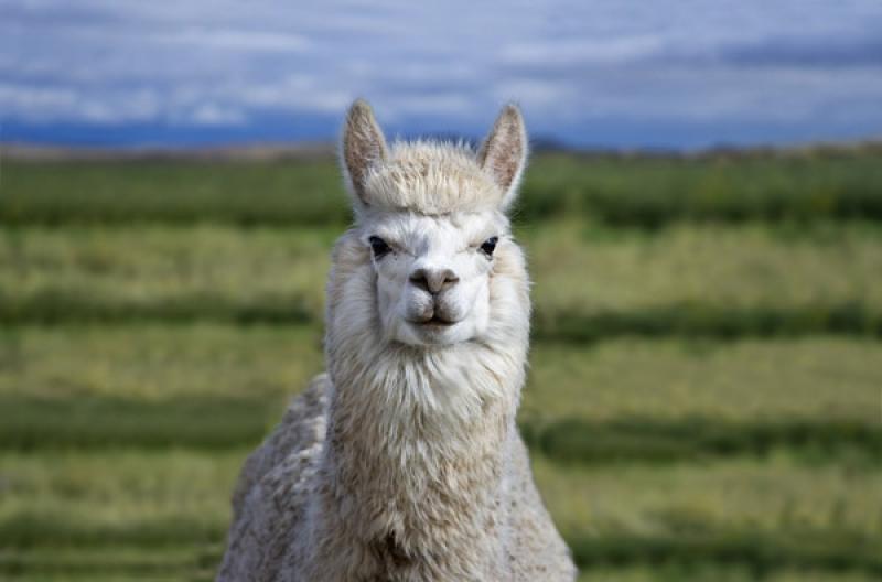 Lama glama, Puno, Peru, Lima, Sur America