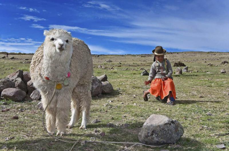 NiÃ±a con una Llama, Puno, Peru, Lima, Sur Ameri...