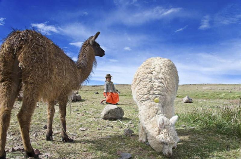 NiÃ±a con una Llama, Puno, Peru, Lima, Sur Ameri...