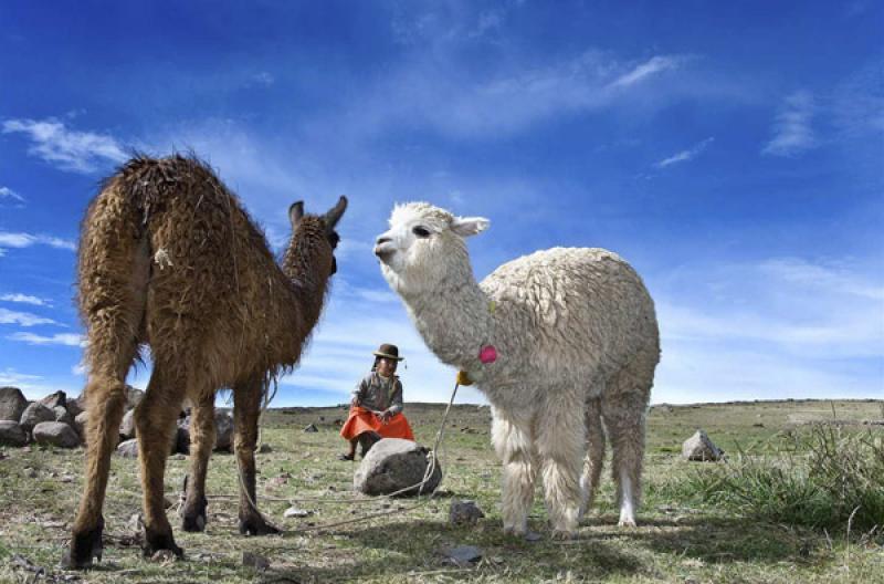 NiÃ±a con una Llama, Puno, Peru, Lima, Sur Ameri...