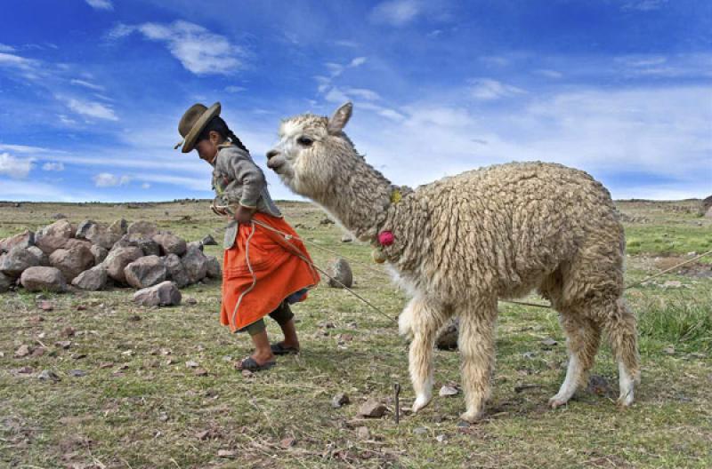 NiÃ±a con una Llama, Puno, Peru, Lima, Sur Ameri...