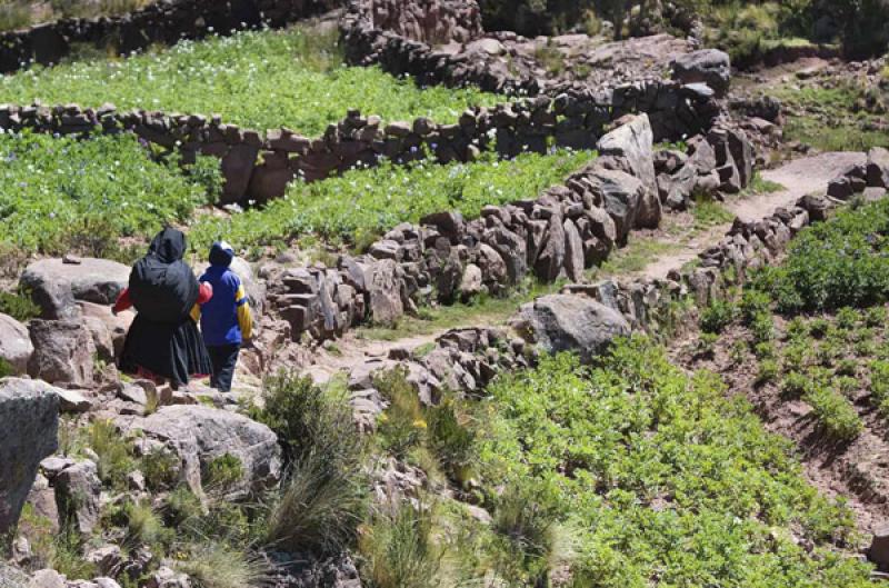 Indigena en el Campo, Puno, Peru, Lima, Sur Americ...