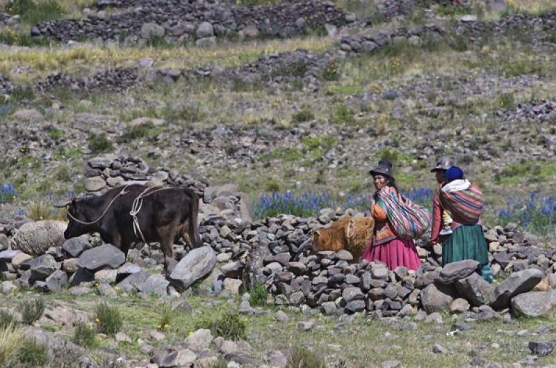 Indigenas en el Campo, Puno, Peru, Lima, Sur Ameri...