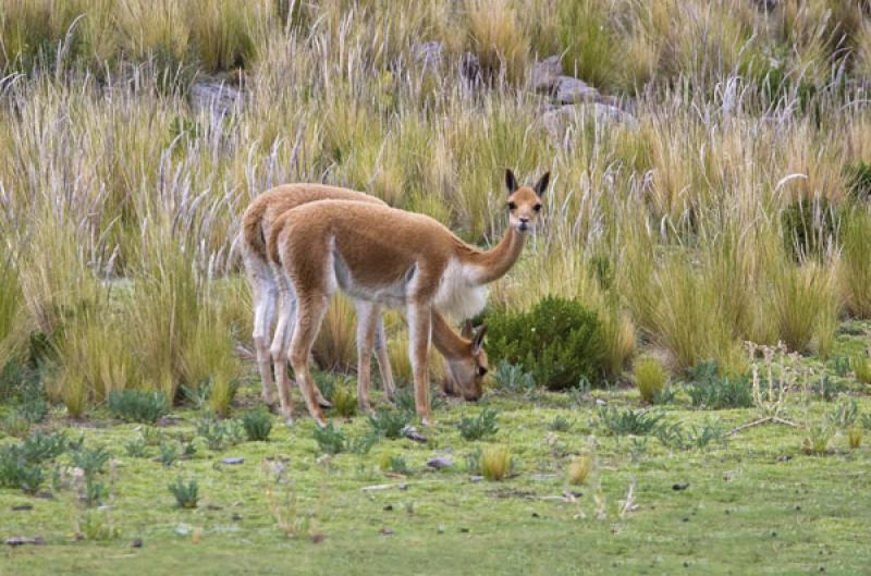 Vicugna vicugna, Puno, Peru, Lima, Sur America