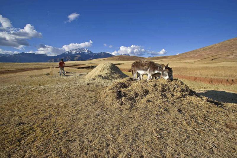 Burros en el Campo, Cuzco, Cusco, Peru, Sur Americ...