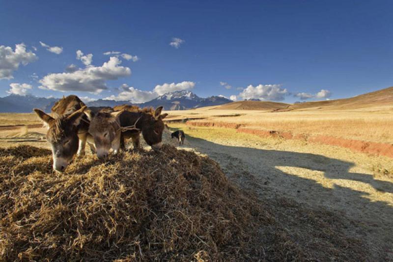 Burros en el Campo, Cuzco, Cusco, Peru, Sur Americ...