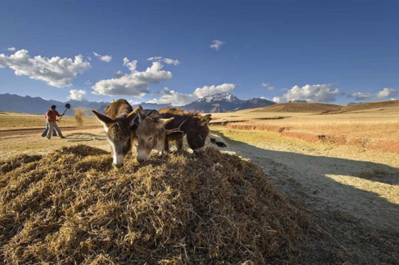 Burros en el Campo, Cuzco, Cusco, Peru, Sur Americ...