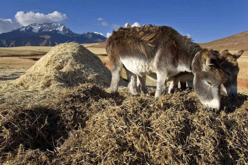 Burros en el Campo, Cuzco, Cusco, Peru, Sur Americ...