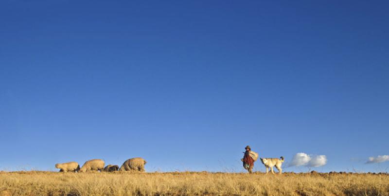 Mujer en el Campo, Cuzco, Cusco, Peru, Sur America