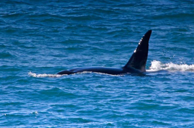 Orca en la Peninsula Valdes, Argentina