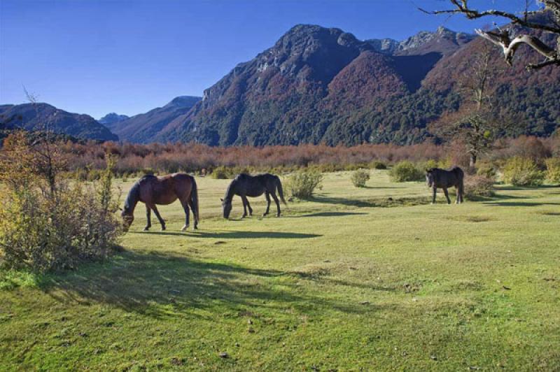 Caballos en el Campo, Bariloche, Rio Negro, Patago...