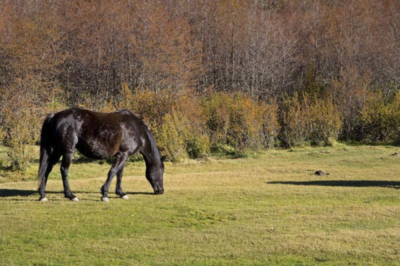 Caballo en el Campo, Bariloche, Rio Negro, Patagon...