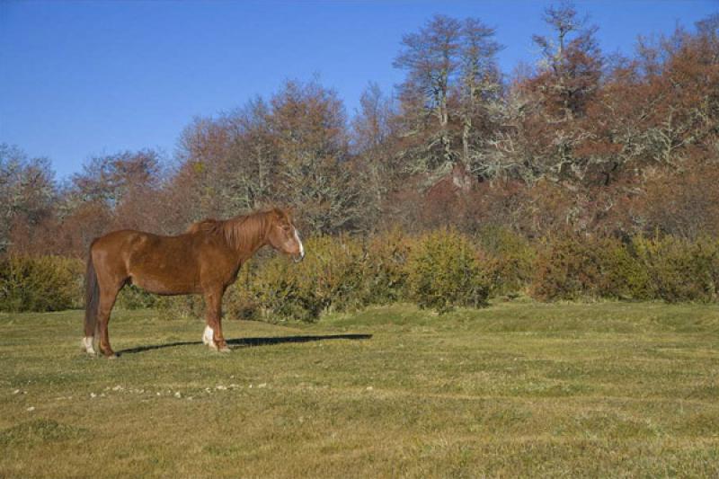 Caballo en el Campo, Bariloche, Rio Negro, Patagon...