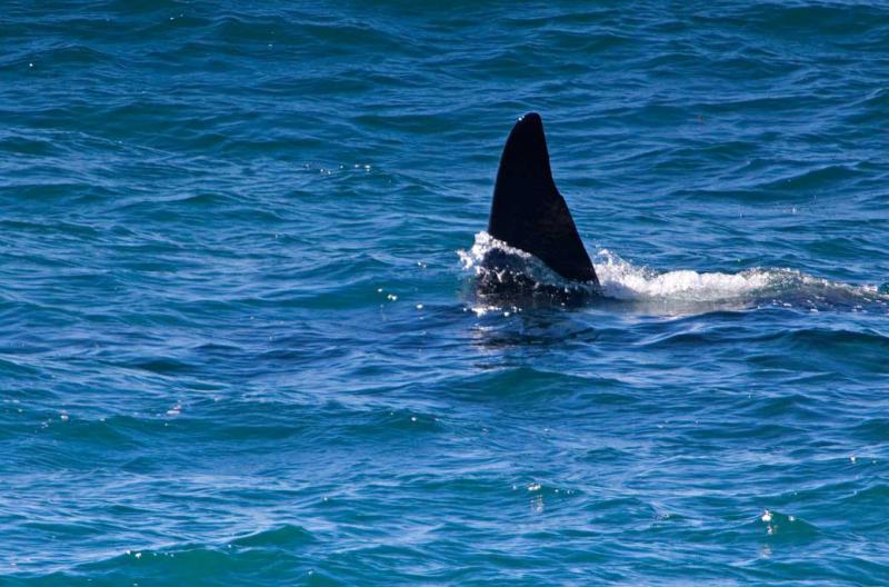 Orca en la Peninsula Valdes, Argentina