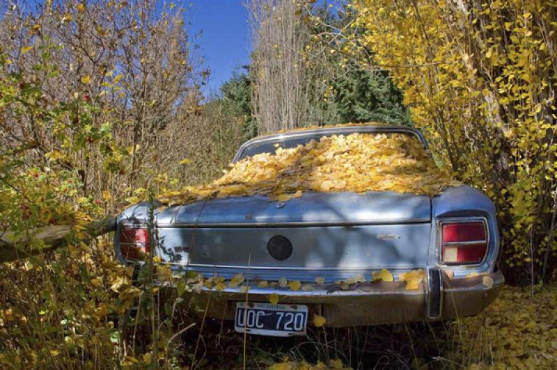 Vehiculo en el Bosque, Bariloche, Rio Negro, Patag...