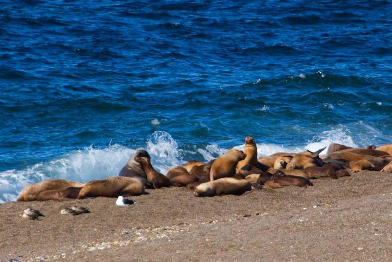 Lobos Marinos en la Playa, Peninsula Valdes, Argen...