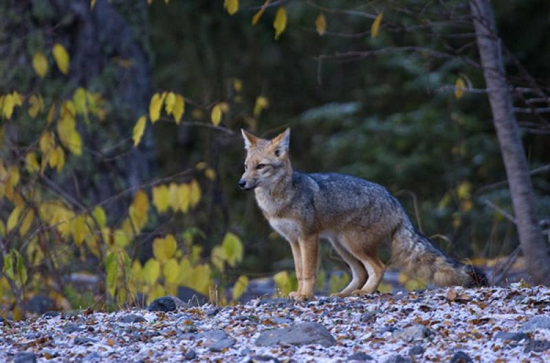 Zorro Gris, Parque Nacional Nahuel Huapi, Bariloch...