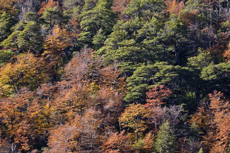 Parque Nacional Nahuel Huapi, Bariloche, Rio Negro...