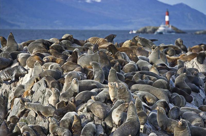 Leones Marinos en Canal Beagle, Ushuaia, Tierra de...