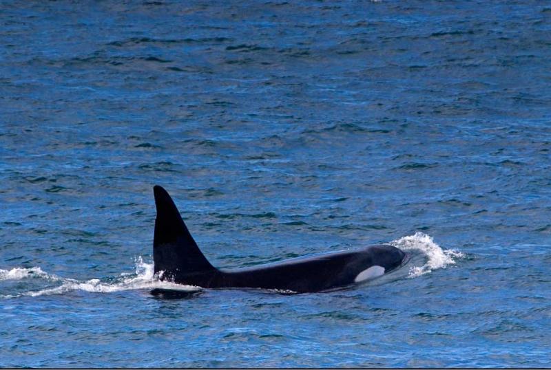 Orca en la Peninsula Valdes, Argentina