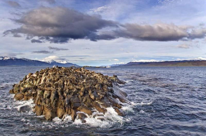 Leones Marinos en Canal Beagle, Ushuaia, Tierra de...