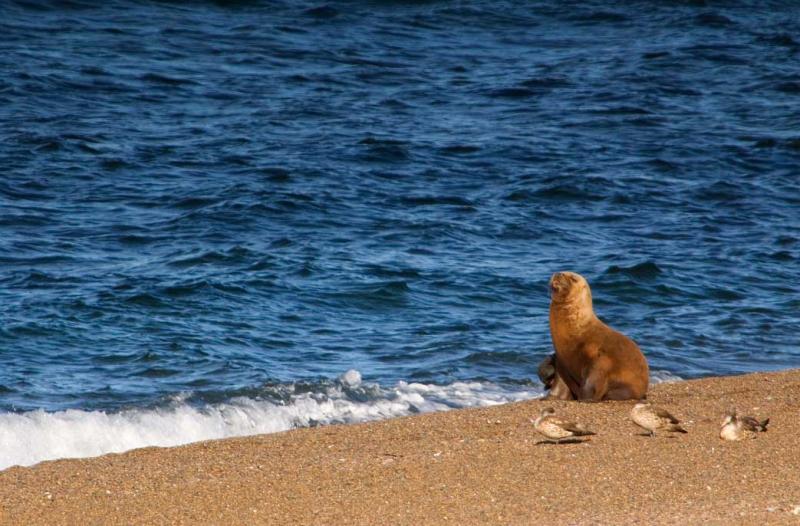 Lobo Marinos en la Playa, Peninsula Valdes, Argent...